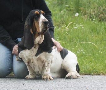 Basset Hound s PP - 3