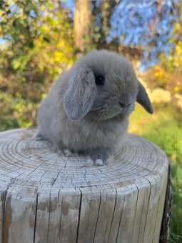 Minilop zakrslý beránek - 3