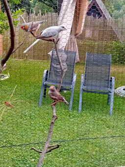 Křepelky čínské , holoubek diamantový - 3