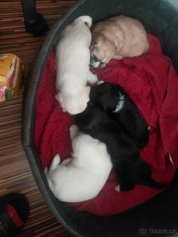 Štěňata bišona na prodej - 3
