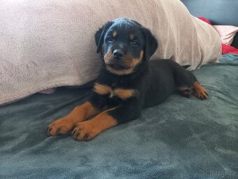 Nabízím rotvajler štěňátka - 3