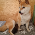 Shiba inu s PP FCI - 3