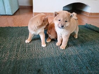 Predám šteniatka Shiba inu - 3