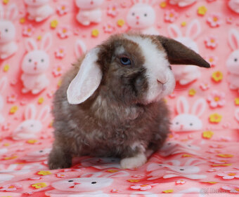 Zakrslý modrooký satén rex beránek maličký sameček - 3