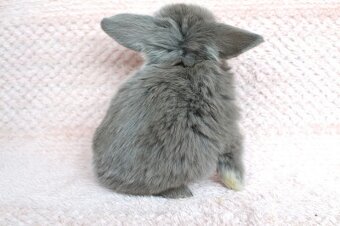 Sameček minilop Miky - 3