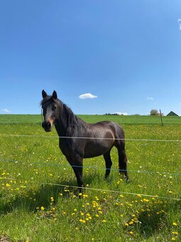 Aktivní ustájení - 3