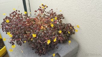 Oxalis Burgundy - 3