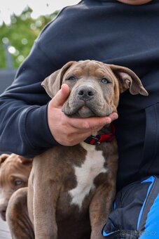American Bully šteniatka s pp na predaj - 3