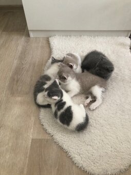 Britská Koťátka  / koťata    / kočka    / kocour - 3