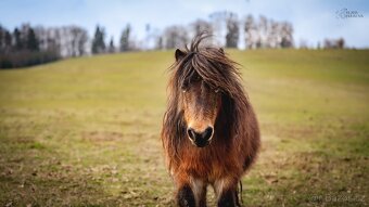 Pony - 3