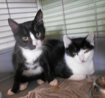 Mazlivý, klidnější 5,5měsíční černobílý kocourek Body - 3