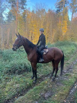 Velká 4letá klisna do sportu - 3