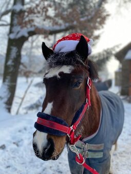 Pony KHV 134 cm (kat.A) 9 letý poník - 3