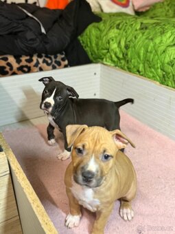 Americký stafordšírský terier - 3