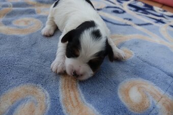 pejsek biewera k rezervaci - 3