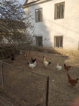 Prodám násadová vejce - 3