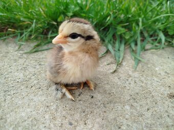 Zakrslá rousná - 3