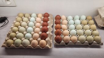 Násadová vejce - barevná - preferuji osobne - 3