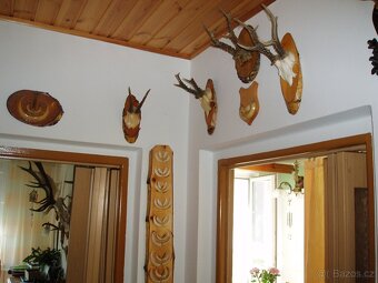 paroží, jelení parohy, srnčí parůžky, zbraně z kance, a pod - 3