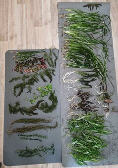 Akvarijni rostlinky viz foto - 3