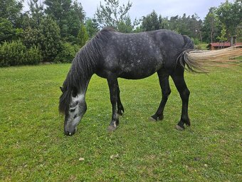 Nadějná pony klisna - 3