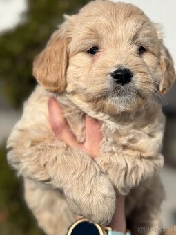 Goldendoodle - 3
