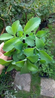 Kalanchoe daigremontiana, matka tisíců - 3