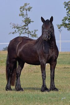 Fellský pony - klisna ježděná dětmi - 3