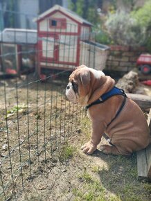 Anglicky buldok - kryti - 3