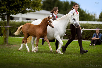 Welsh mountain pony, sekce A - 3