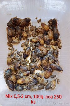 Šváb Argentinský - Blaptica Dubina - 3