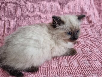 Ragdoll koťátka - 3