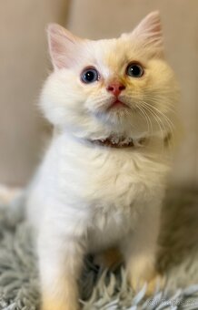 Ragdoll kocourek Imail - 3