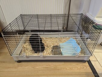 Darujeme kralika - 3