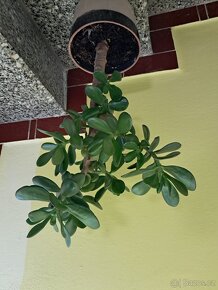 Tlustice symbol bohatství - 3