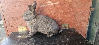 Kříženci Hyla& Vídeňský modrý - 3