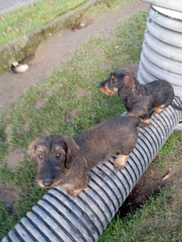 Jezevčík drsnosrstý - 3