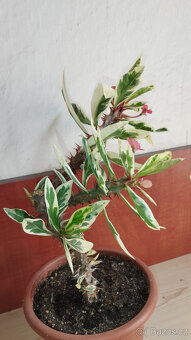 Euphorbia Milii variegated "Fireworks" (trnová koruna) - 3