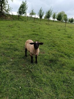 Berani Suffolk - 3