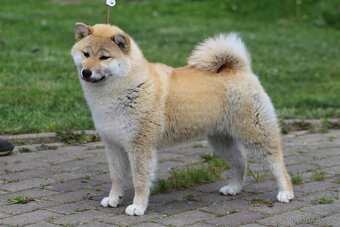 Shiba Inu s PP FCI - 3
