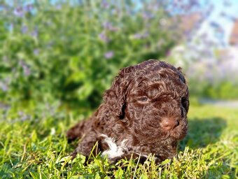 Italský vodní pes - lagotto romagnolo s PP - 3