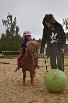 Minihorse - 3