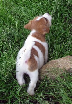 Jack Russell teriér– poslední fenka a 2 pejsci s PP k odběru - 3