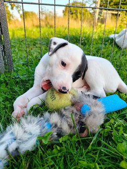 Volný chlapeček - bílý vipet (whippet) s černým znakem - 3