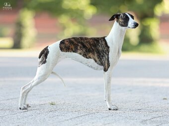 Chart angielski whippet FCI - 3