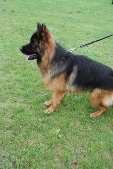 Německý ovčák - 3