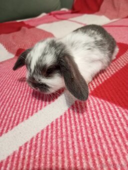 Zakrslý beránek králíček - 3