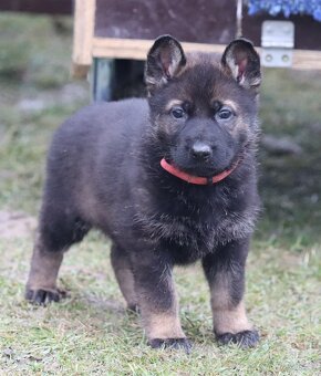 Německý ovčák s PP - 3