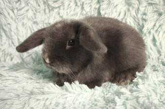 ⭐️ Zakrslý beránek SATÉNOVÝ ⭐️ 🍀 V3 🍀 - 3