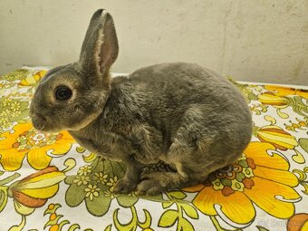 Zakrslý králíček - 3